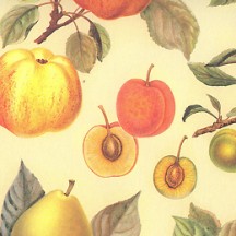 Apples and Summer Fruits Italian Paper ~ Leonardo Communication